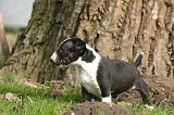 BULL TERRIER MINIATURE 287